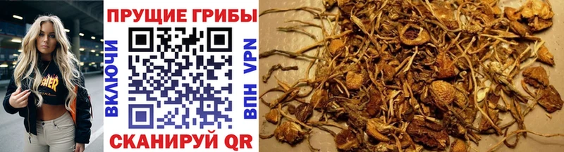 купить  сайты  Отрадная  Галлюциногенные грибы мухоморы 